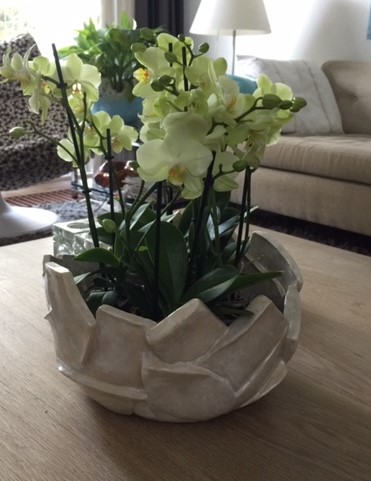 design schaal voor orchideen